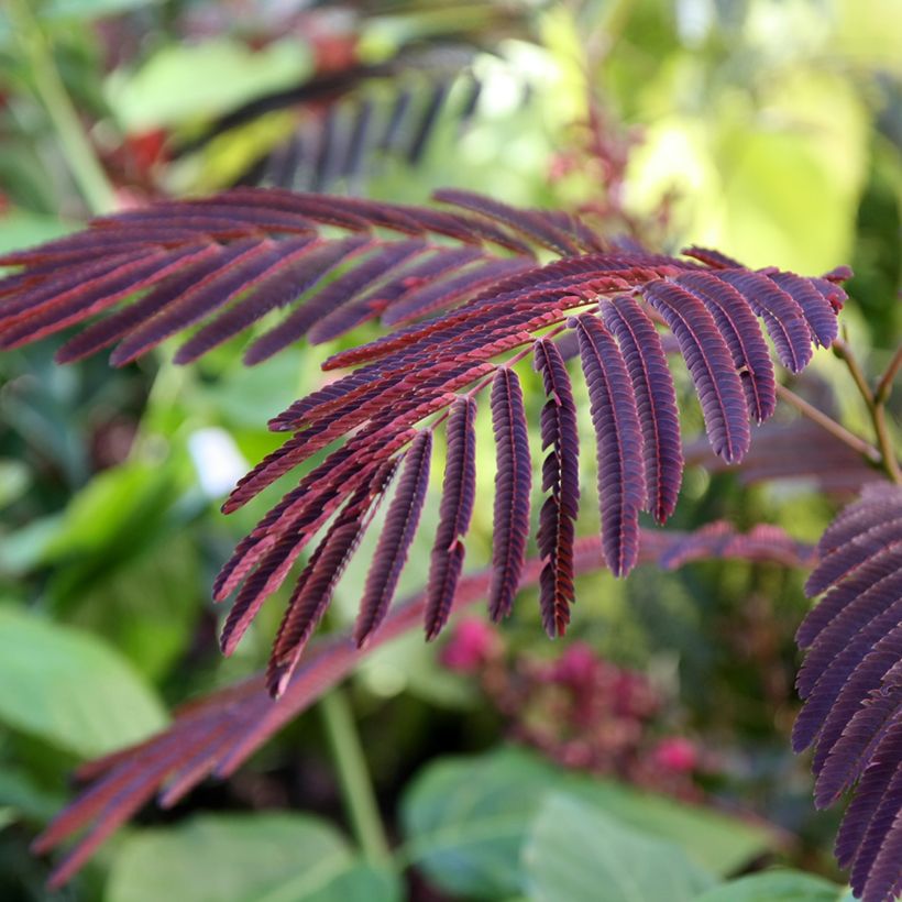Albizia julibrissin Evey's Pride (Folhagem)
