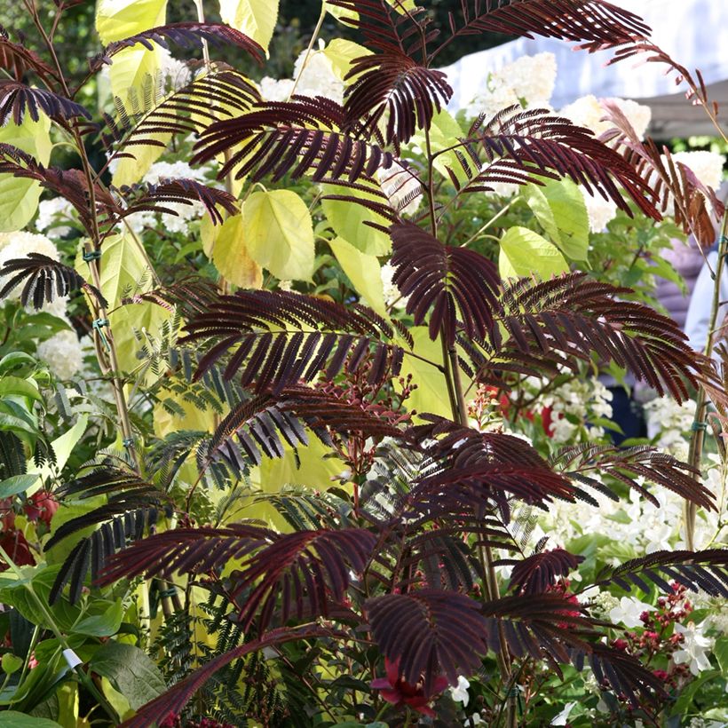 Albizia julibrissin Evey's Pride (Hábito)