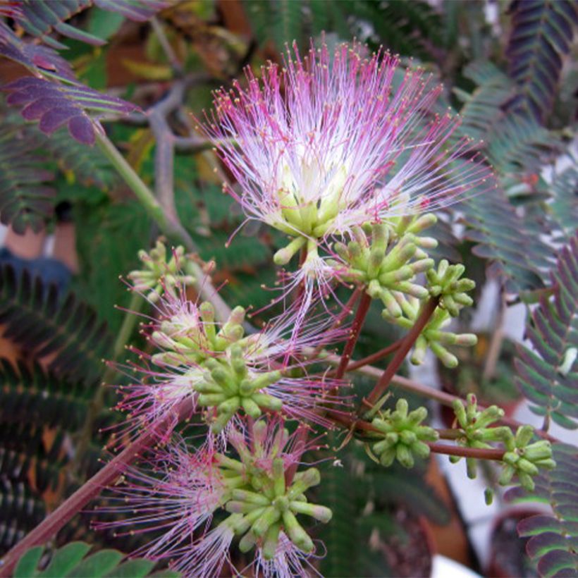 Albizia julibrissin Evey's Pride (Floração)