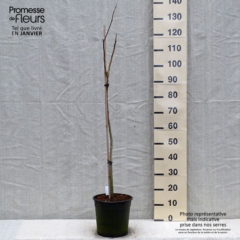 Amostra de Albizia julibrissin Evey's Pride - Arbre de soie Vaso de 7,5 L/10 L tal como entregue no inverno