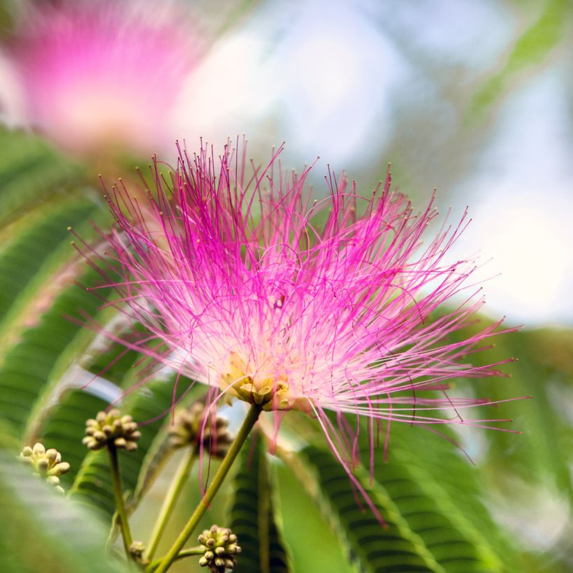 Albizia julibrissin Ombrella (Floração)