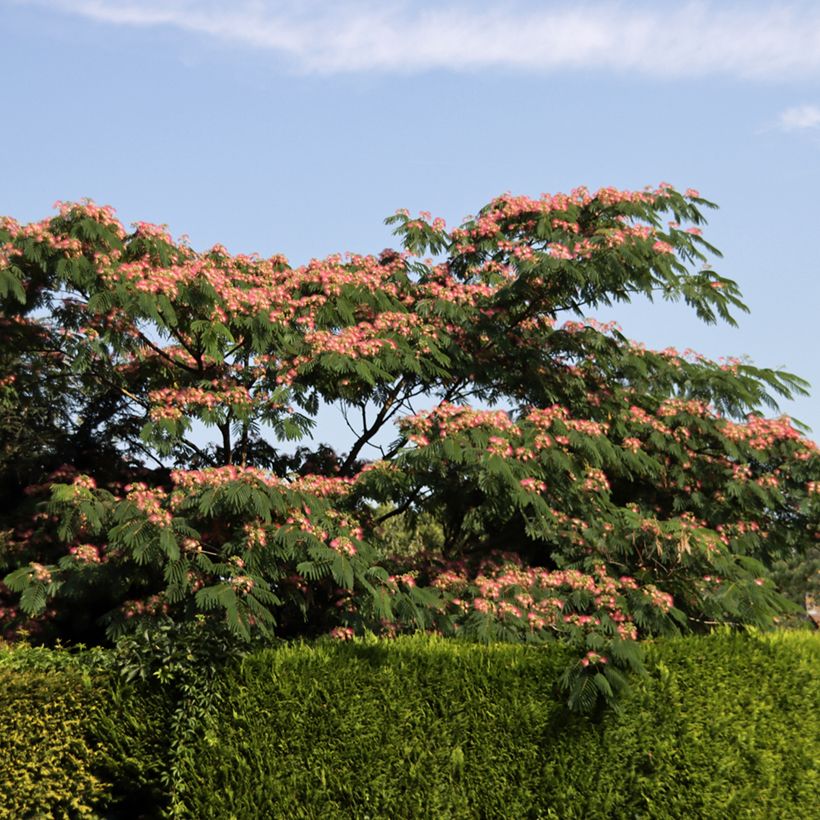 Albizia julibrissin Ombrella (Hábito)