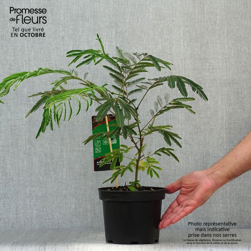 Amostra de Albizia julibrissin Ombrella Vaso de 3 L/4 L tal como entregue no outono