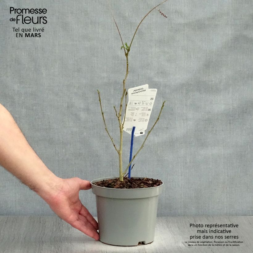 Amostra de Albizia julibrissin Ombrella Vaso de 3 L/4 L tal como entregue na primavera