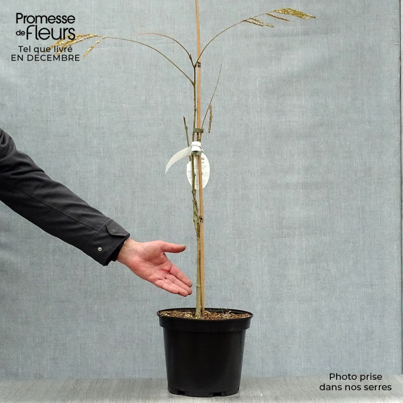 Amostra de Albizia julibrissin Ombrella Vaso de 6 L/7 L tal como entregue no inverno