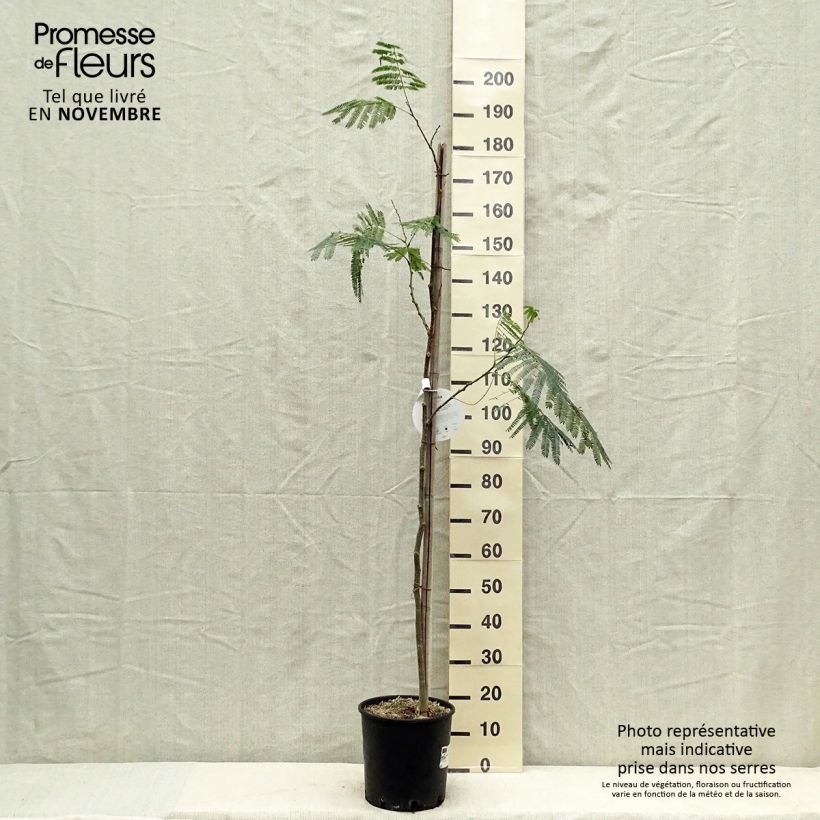 Amostra de Albizia julibrissin Ombrella Vaso de 6 L/7 L tal como entregue no outono