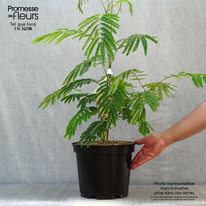 Amostra de Albizia julibrissin Ombrella Vaso de 6 L/7 L tal como entregue no verão