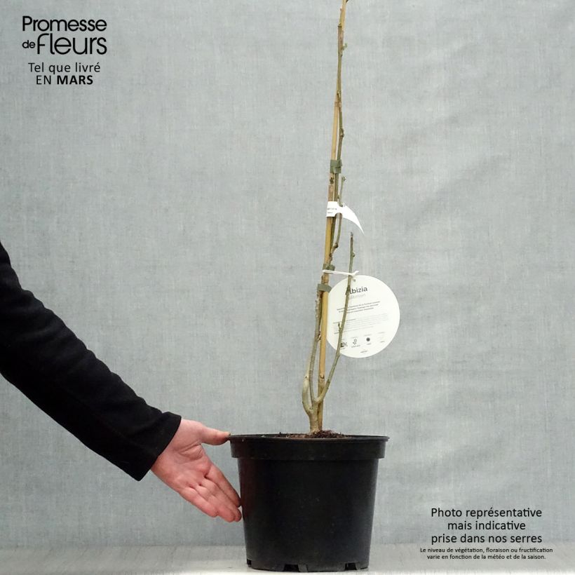 Amostra de Albizia julibrissin Ombrella Vaso de 6 L/7 L tal como entregue na primavera