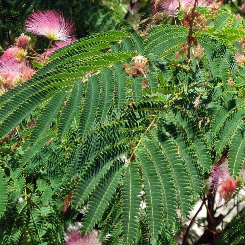 Albizia julibrissin Rosea (Folhagem)