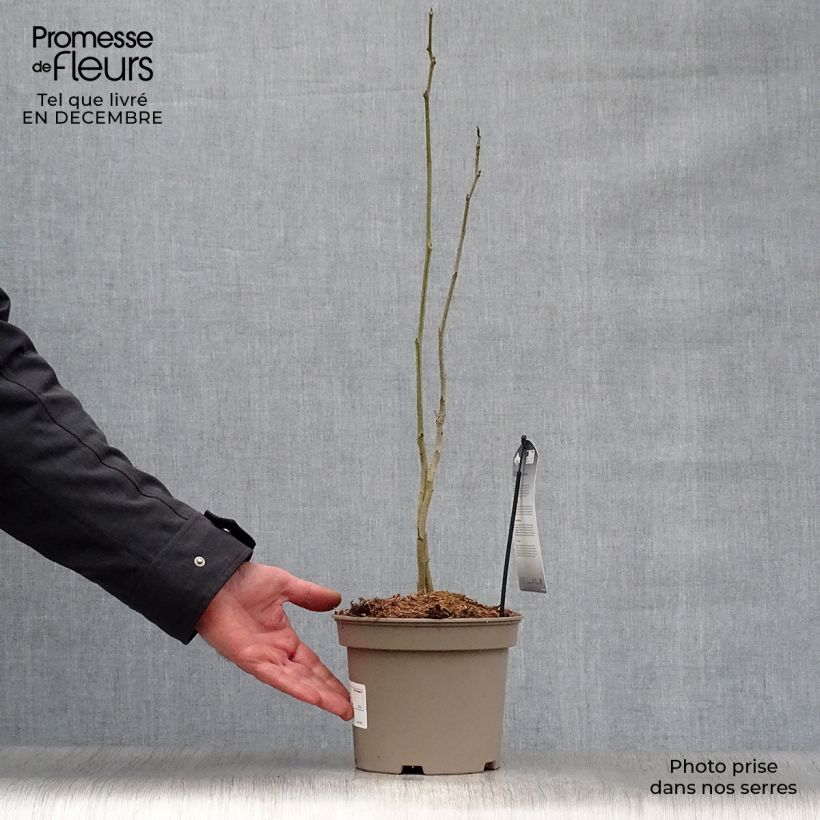 Amostra de Albizia julibrissin Rosea Vaso de 2 L/3 L tal como entregue no inverno