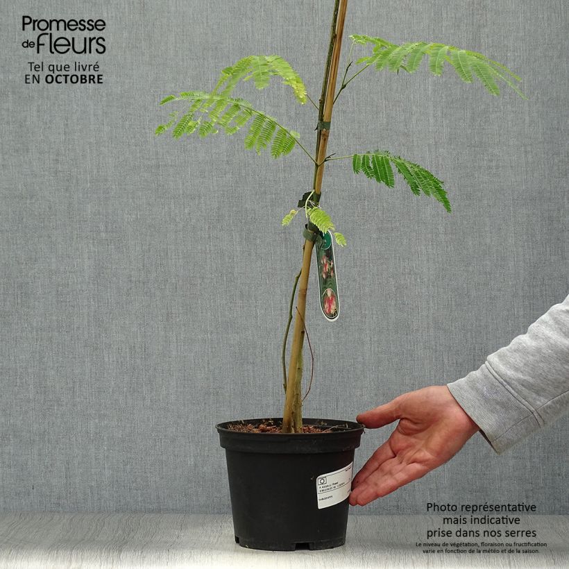 Amostra de Albizia julibrissin Rosea Vaso de 2 L/3 L tal como entregue no outono