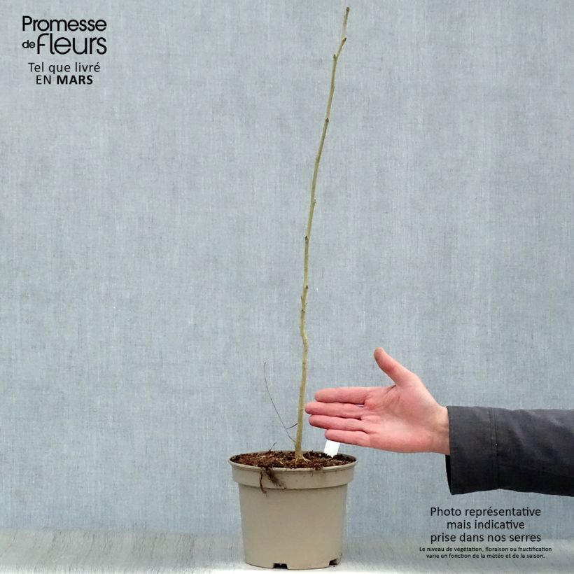 Amostra de Albizia julibrissin Rosea Vaso de 2 L/3 L tal como entregue na primavera