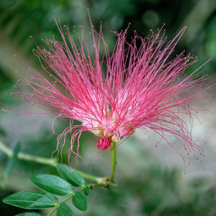 Albizia julibrissin Rosea (Floração)