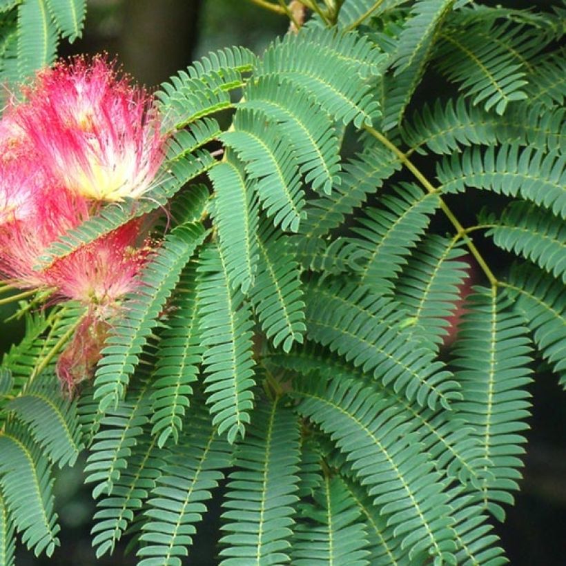 Albizia julibrissin Rouge Selection (Folhagem)