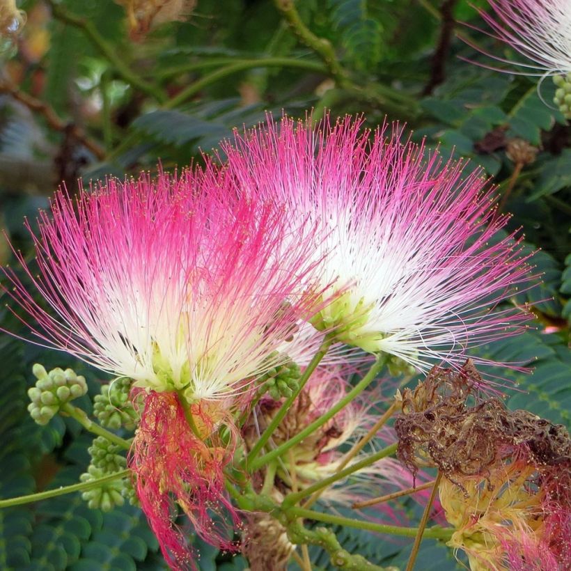 Albizia julibrissin Rouge Selection (Floração)