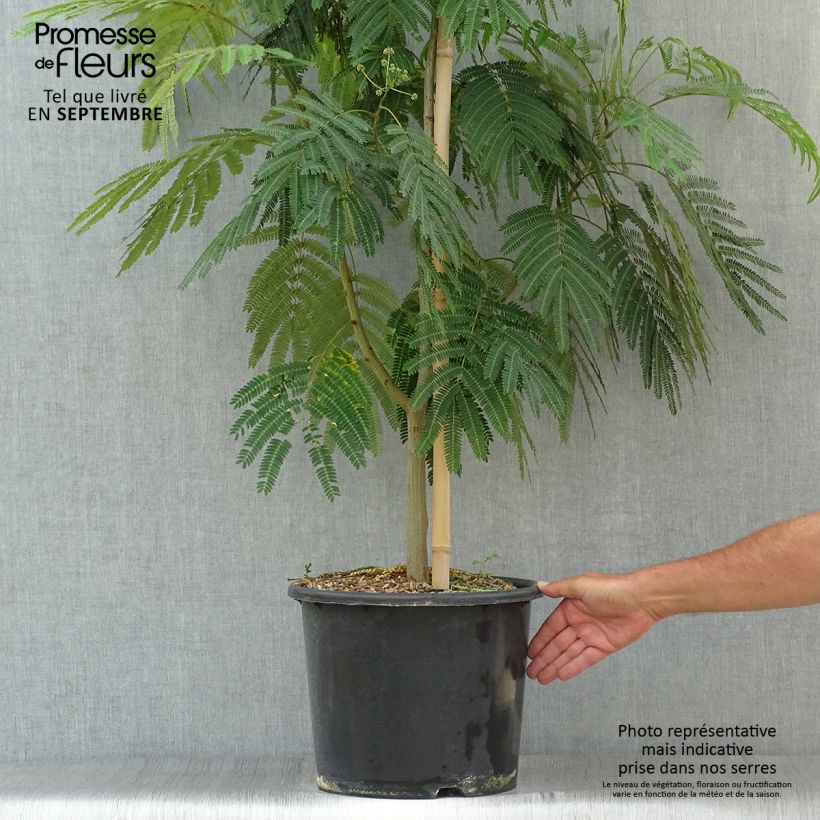 Amostra de Albizia julibrissin Rouge Selection Vaso de 12 L/15 L, Brasão tal como entregue no outono