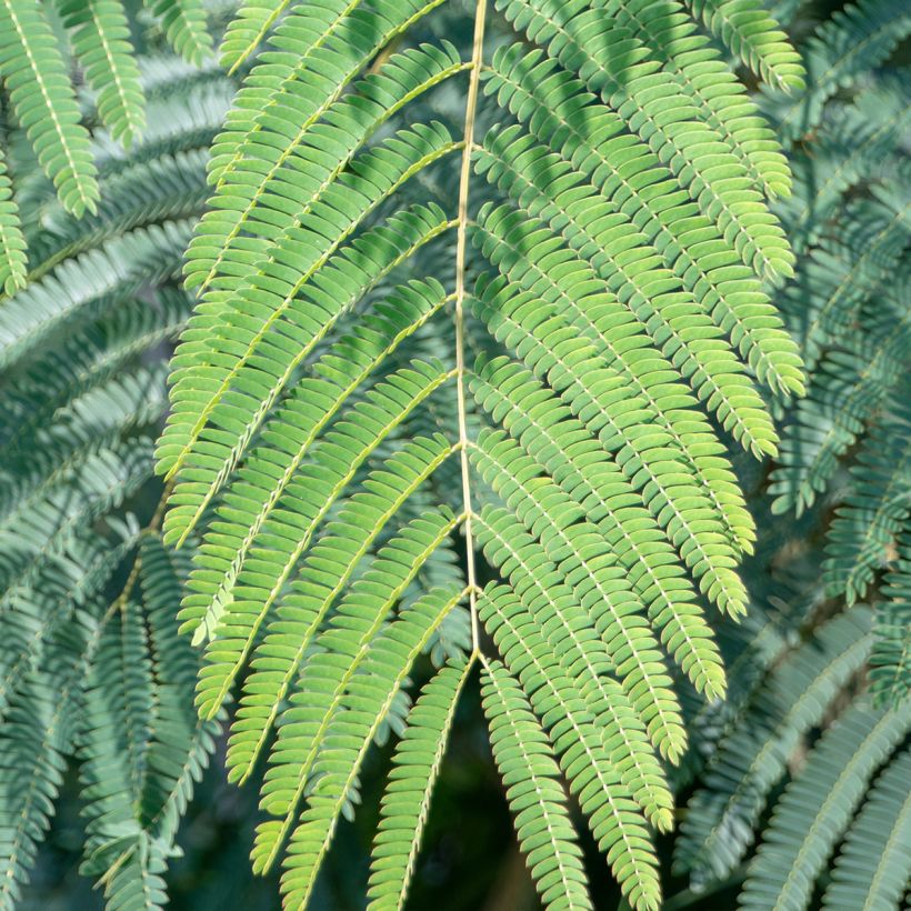 Albizia julibrissin Shidare (Folhagem)