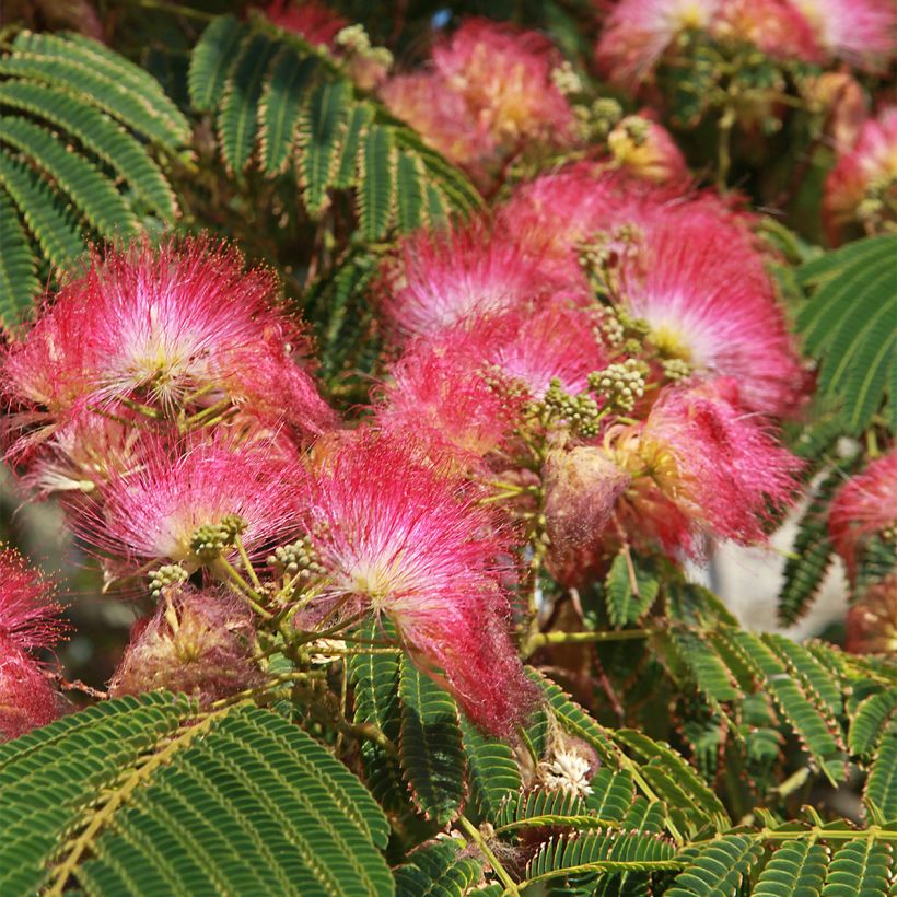 Albizia julibrissin Shidare (Floração)