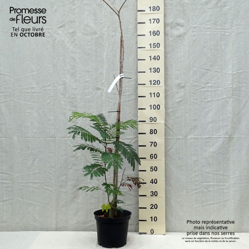 Amostra de Albizia julibrissin Summer Chocolate Vaso de 7,5 L/10 L tal como entregue no outono