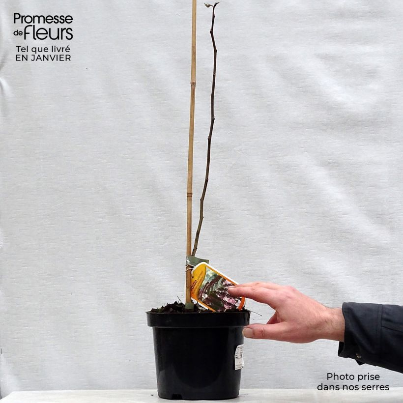 Amostra de Albizia julibrissin Summer Chocolate - Arbre à soie Vaso de 3 L/4 L tal como entregue no inverno
