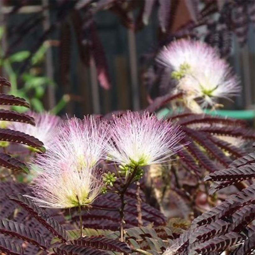 Albizia julibrissin Summer Chocolate (Floração)