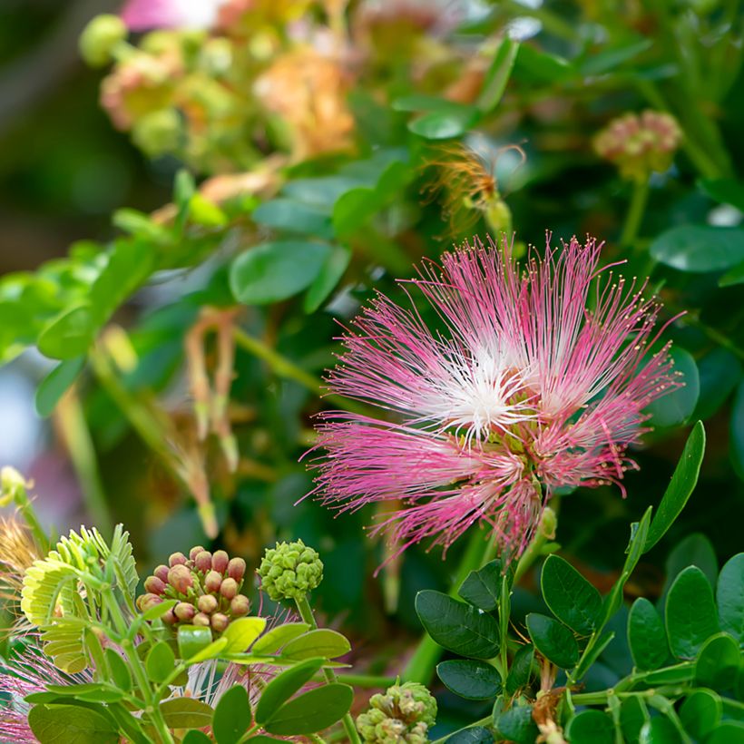 Albizia saman - Árvore-da-chuva (Floração)