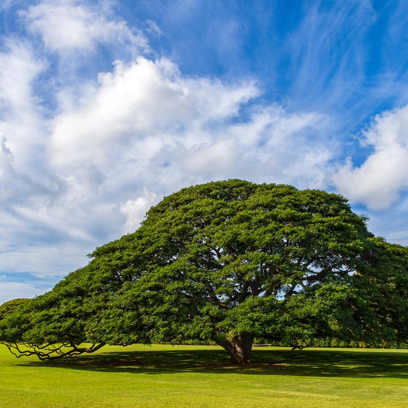 Albizia saman - Árvore-da-chuva (Hábito)