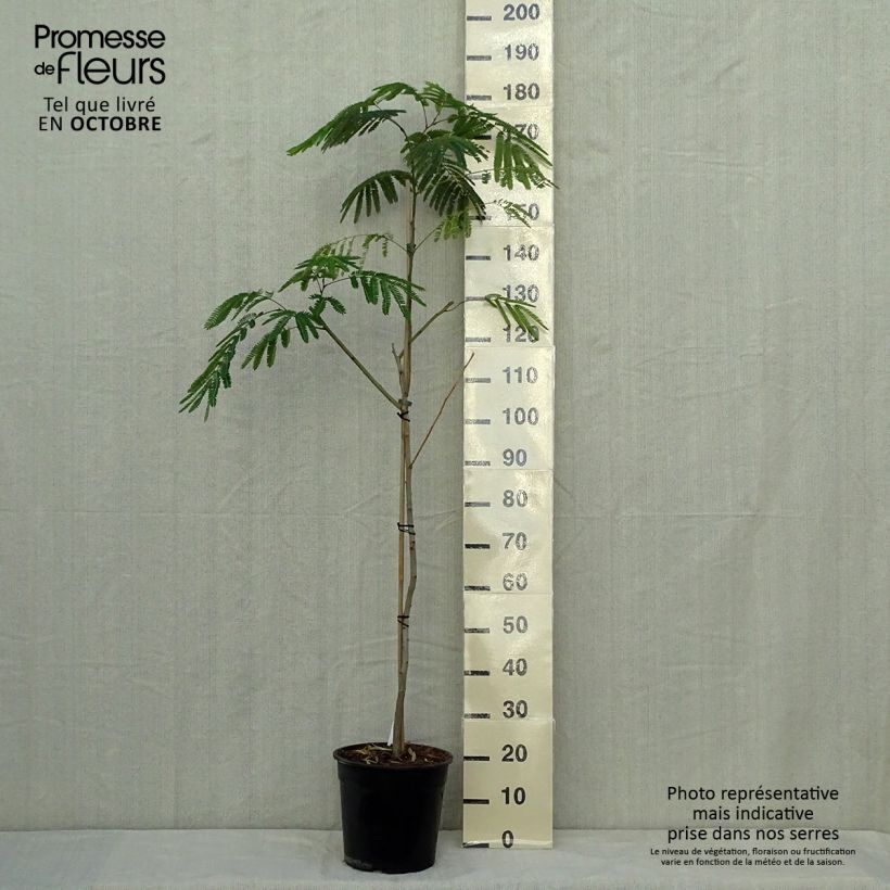 Amostra de Albizia julibrissin Tropical Dream Vaso de 7,5 L/10 L tal como entregue no outono