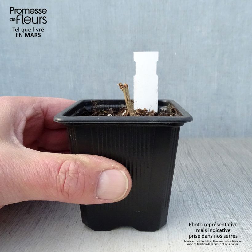 Amostra de Alcalthaea suffrutescens Parkallee Vaso de 8/9 cm tal como entregue na primavera