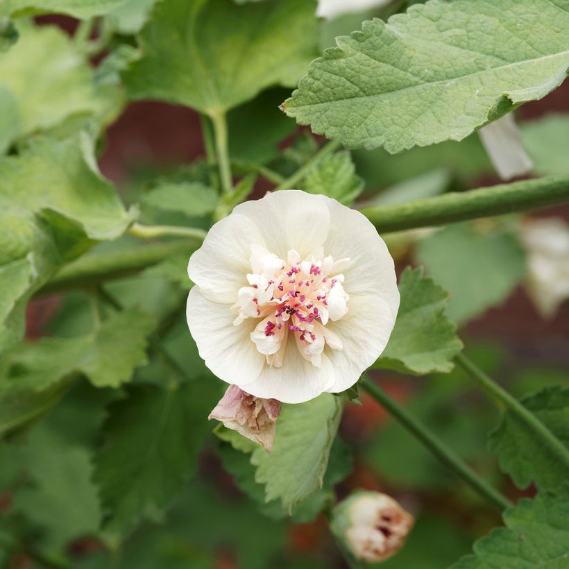 Alcalthaea suffrutescens Parkallee (Floração)