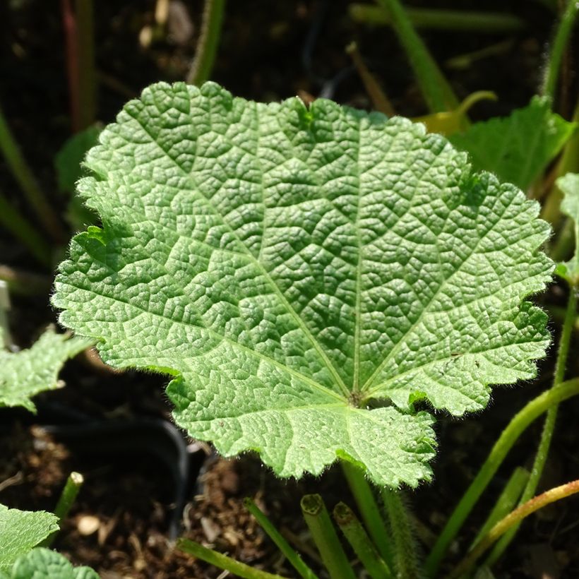 Alcea ficifolia Las Vegas (Folhagem)