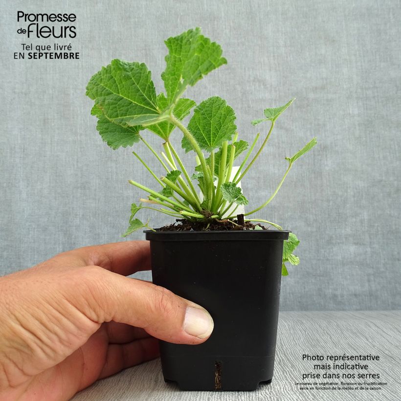 Amostra de Alcea ficifolia Las Vegas Vaso de 8/9 cm tal como entregue no outono