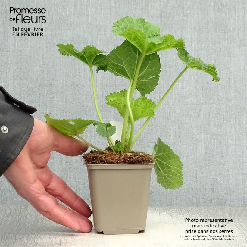 Amostra de Alcea ficifolia - Rose trémière à feuilles de figuier Vaso de 8/9 cm tal como entregue no inverno