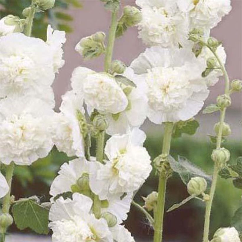 Malvarisco Chater's Double Branco (Floração)