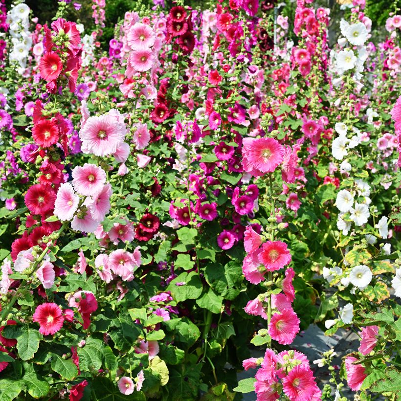 Malvarisco Simplex em sementes (Floração)