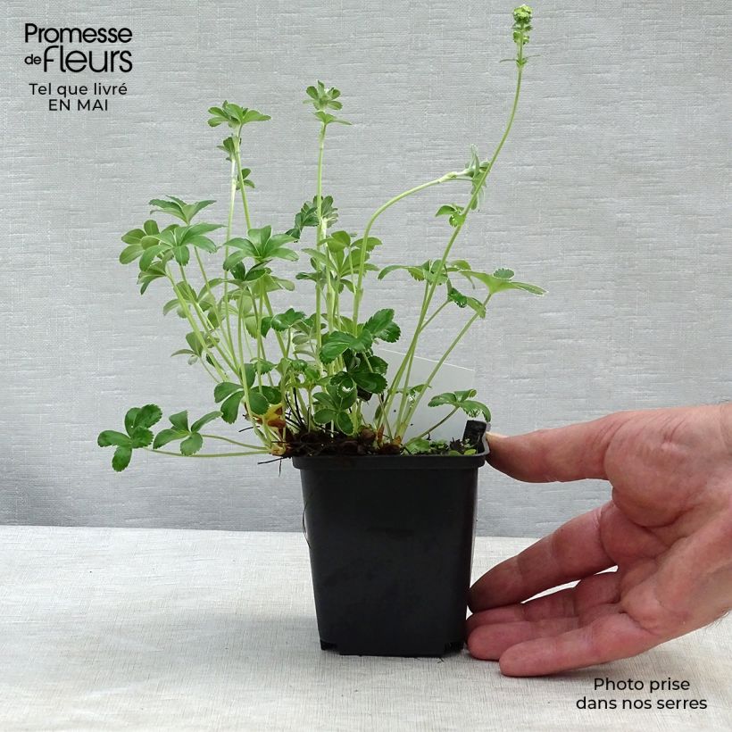 Amostra de Alchemilla alpina Vaso de 8/9 cm tal como entregue na primavera