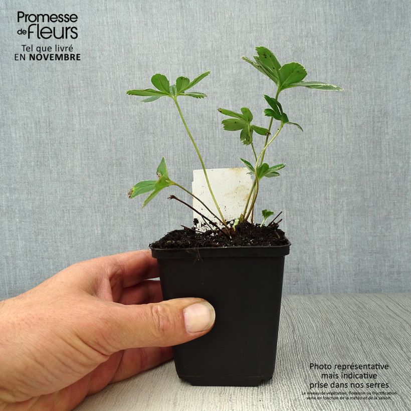 Amostra de Alchemilla alpina Vaso de 8/9 cm tal como entregue no outono
