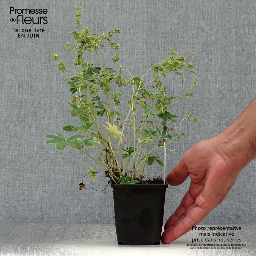 Amostra de Alchemilla alpina Vaso de 8/9 cm tal como entregue no verão