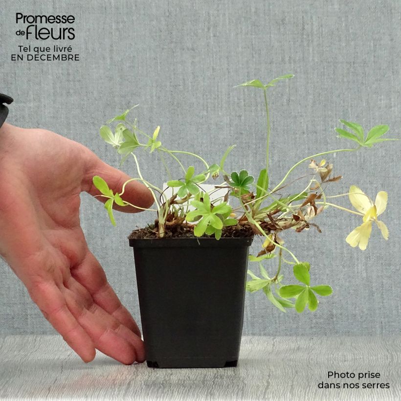 Amostra de Alchemilla alpina - Alchémille des Alpes Vaso de 8/9 cm tal como entregue no inverno