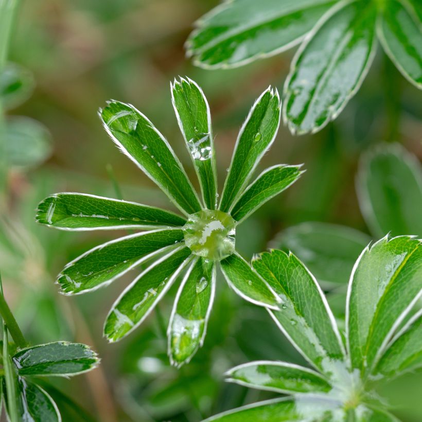 Alchemilla alpina (Folhagem)