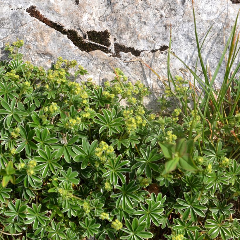 Alchemilla alpina (Hábito)