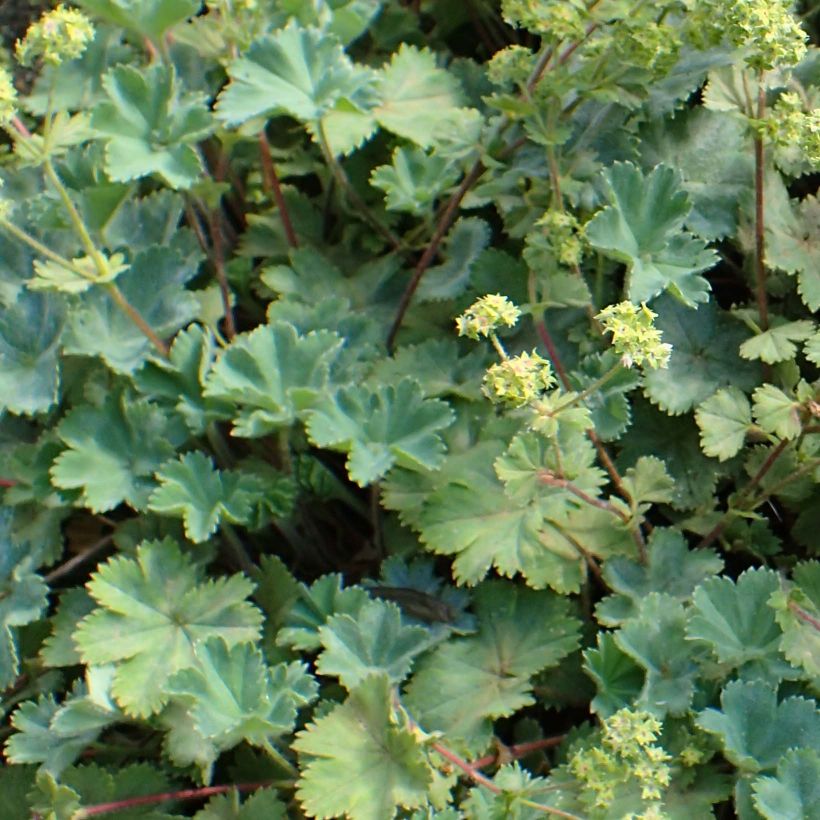 Alchemilla caucasica (Folhagem)