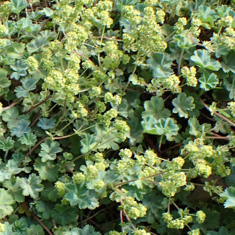 Alchemilla caucasica (Floração)