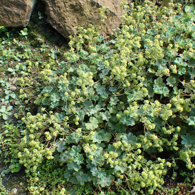 Alchemilla caucasica (Hábito)