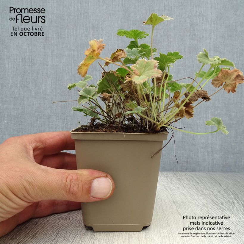 Amostra de Alchemilla caucasica Vaso de 8/9 cm tal como entregue no outono