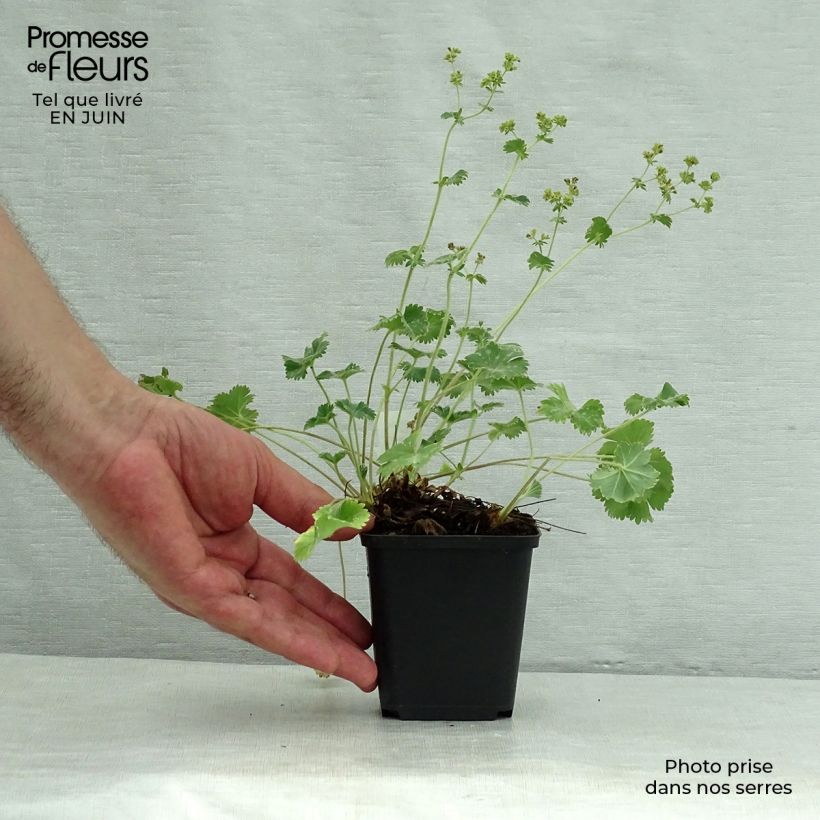 Amostra de Alchemilla caucasica Vaso de 8/9 cm tal como entregue no verão