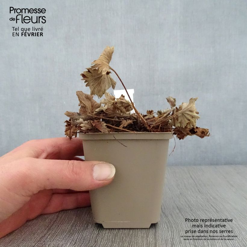 Amostra de Alchemilla caucasica - Alchémille de Caucase Vaso de 8/9 cm tal como entregue no inverno