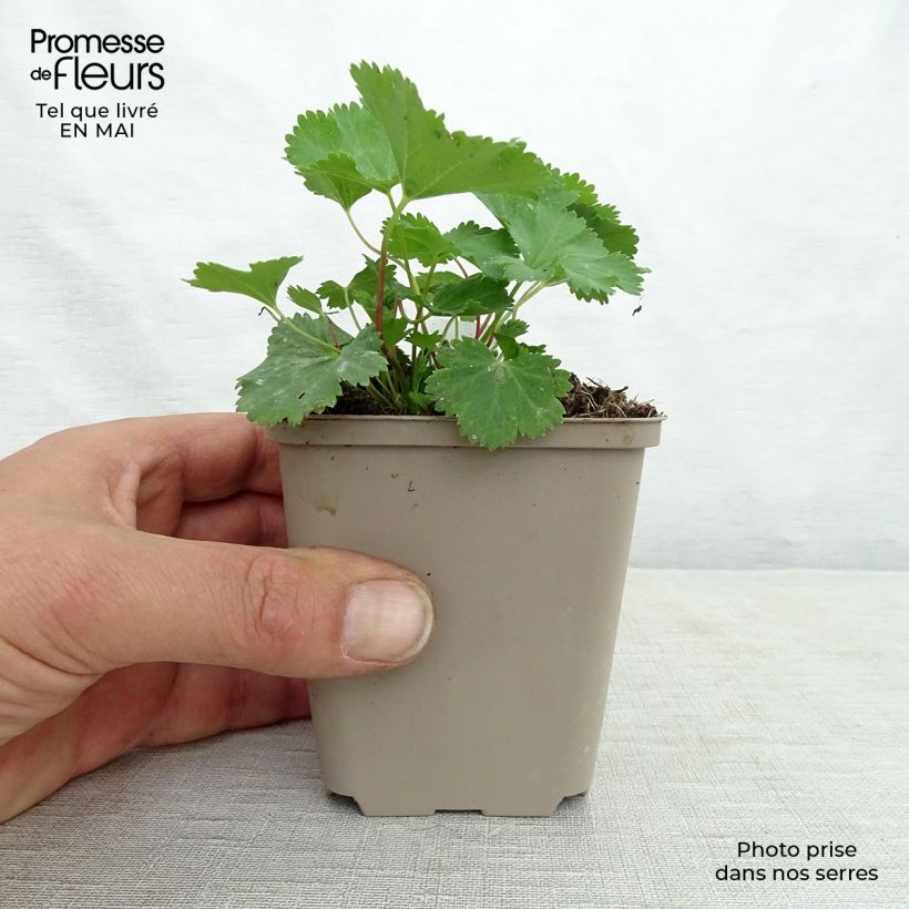 Amostra de Alchemilla epipsila Vaso de 8/9 cm tal como entregue na primavera