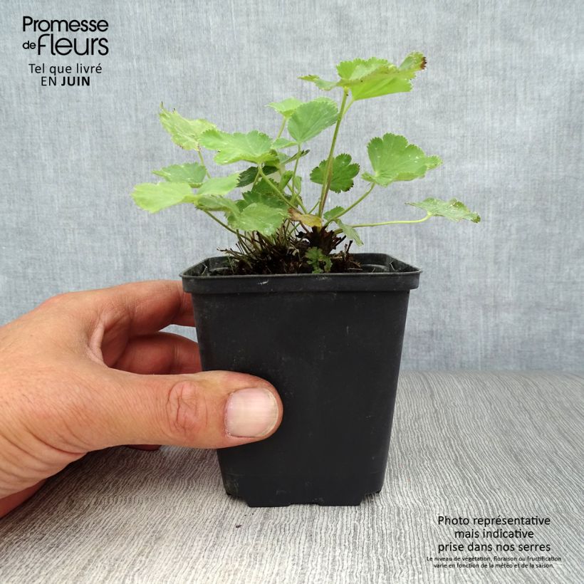 Amostra de Alchemilla epipsila Vaso de 8/9 cm tal como entregue no verão