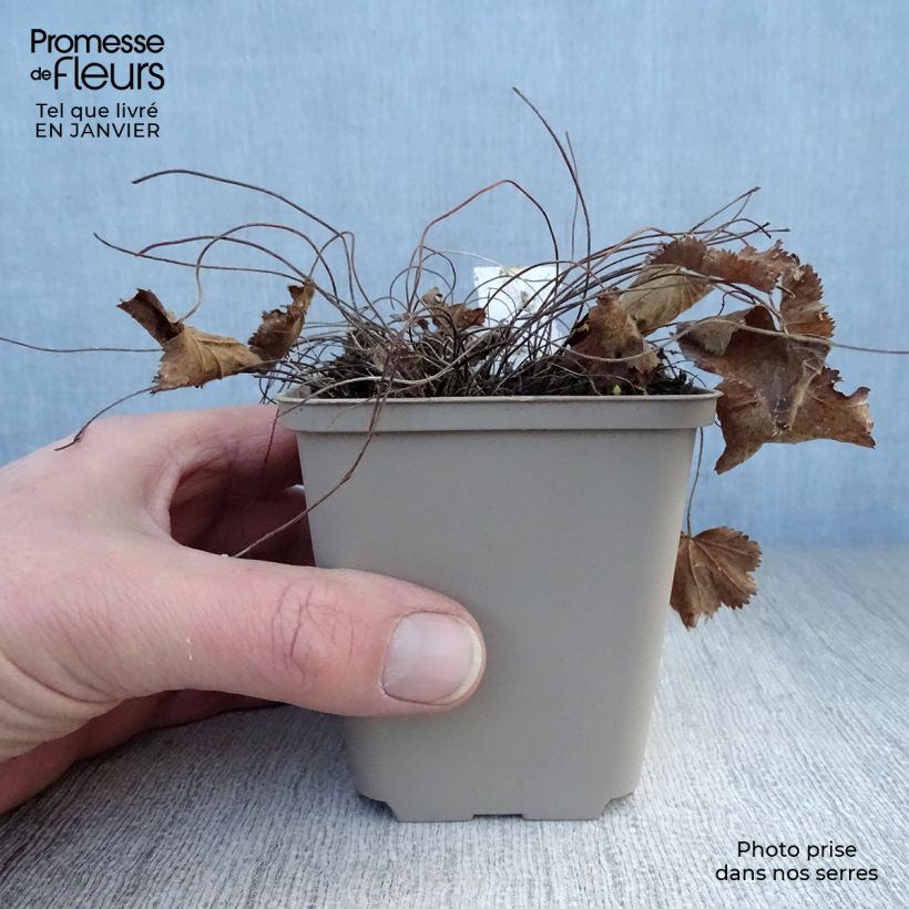 Amostra de Alchemilla epipsila - Alchemille Vaso de 8/9 cm tal como entregue no inverno